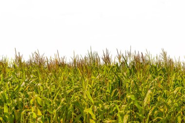 Corn plantation at countryside environment isolated photo