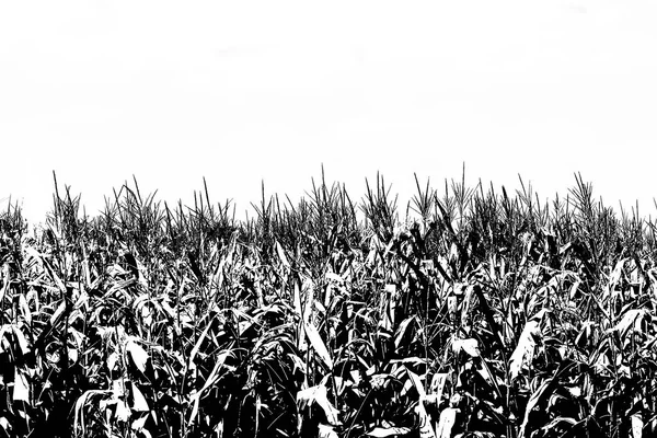 Corn Plantation Countryside Environment Isolated Graphic — Zdjęcie stockowe