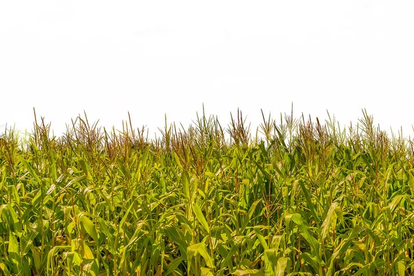 Corn plantation at countryside environment isolated photo