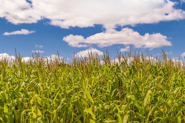 Corn plantation at countryside environment, maldonado, uruguay