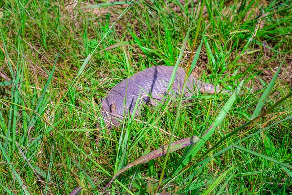 South America Endemic Dasypus Hybridus Animal Covered Grass — Stockfoto