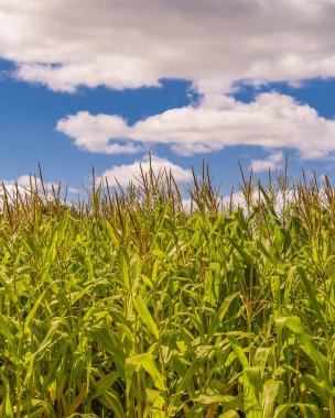 Corn plantation at countryside environment, maldonado, uruguay