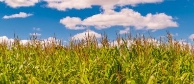 Corn plantation at countryside environment, maldonado, uruguay