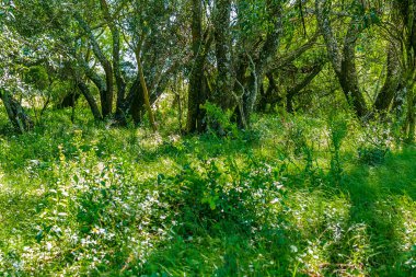 High contrast meadow landscape with big trees as main subject