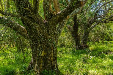 High contrast meadow landscape with big trees as main subject