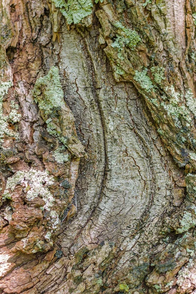 Close up shot cougar claws mark on tree bark