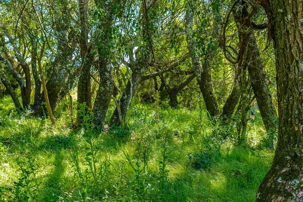 High contrast meadow landscape with big trees as main subject