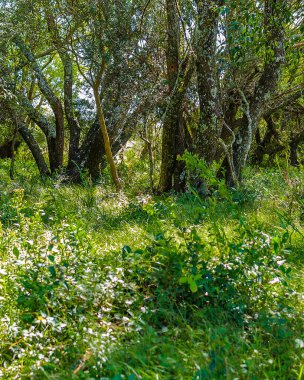 High contrast meadow landscape with big trees as main subject