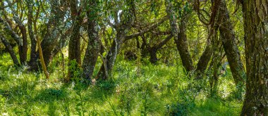 High contrast meadow landscape with big trees as main subject