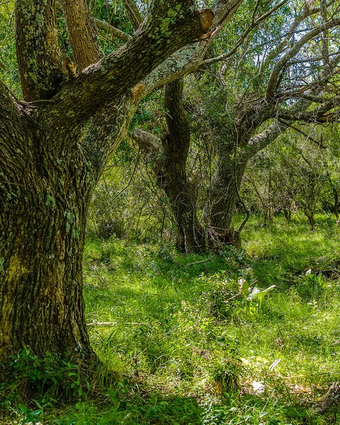 High contrast meadow landscape with big trees as main subject
