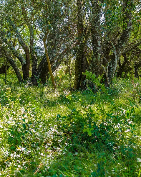 High contrast meadow landscape with big trees as main subject