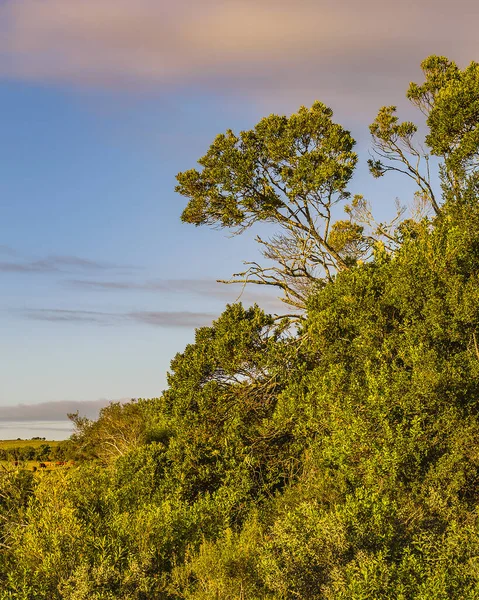 Bush Meadow Landscape Environment Maldonado Uruguay — Photo