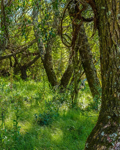 Высококонтрастный Луговой Пейзаж Большими Деревьями Качестве Основной Темы — стоковое фото