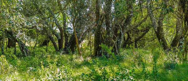 High contrast meadow landscape with big trees as main subject