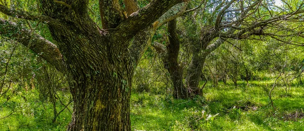 Высококонтрастный Луговой Пейзаж Большими Деревьями Качестве Основной Темы — стоковое фото