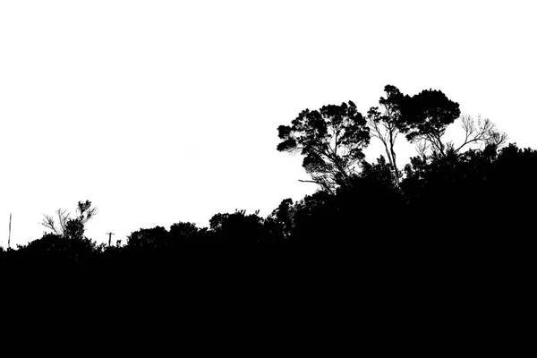 Bush Meadow Landscape Isolated Graphic Silhouette — ストック写真