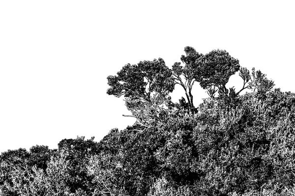 Bush Meadow Landscape Isolated Graphic — Zdjęcie stockowe