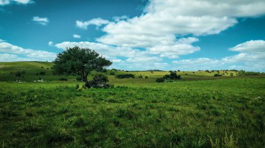 Meadow countryside landscape environment, maldonado, uruguay