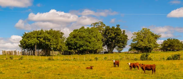 Meadow Countryside Landscape Environment Maldonado Uruguay — 图库照片