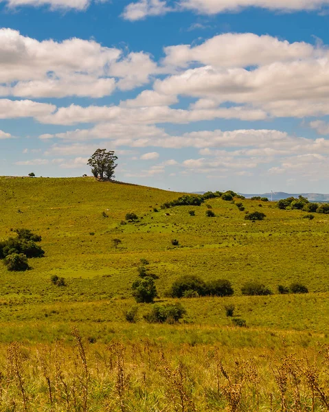 Meadow Countryside Landscape Environment Maldonado Uruguay — Φωτογραφία Αρχείου