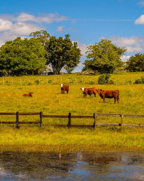 Meadow Countryside Landscape Environment Maldonado Uruguay — 图库照片