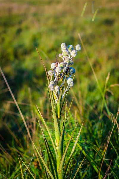 Conyza Primulifolia Asteraceae Plant Meadow Environment — Φωτογραφία Αρχείου
