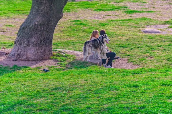 Genç Çift Parkta Husky Montevideo Uruguay Ile Oturuyor — Stok fotoğraf