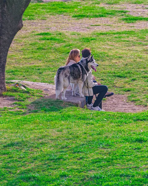 Junges Paar Sitzt Mit Husky Montevideo Uruguay Park — Stockfoto