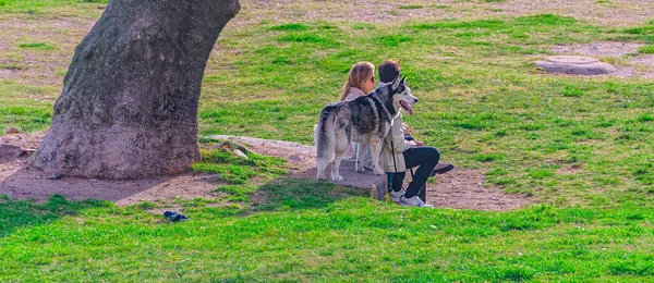 Genç Çift Parkta Husky Montevideo Uruguay Ile Oturuyor — Stok fotoğraf