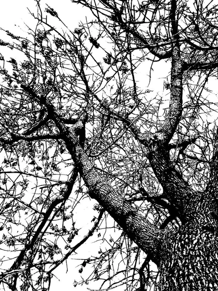 孤立した黒と白のグラフィック低角度葉なし幹の木 — ストック写真