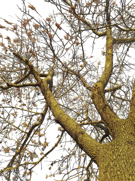 Bajo Ángulo Tiro Árbol Tronco Sin Hojas Foto Aislada —  Fotos de Stock