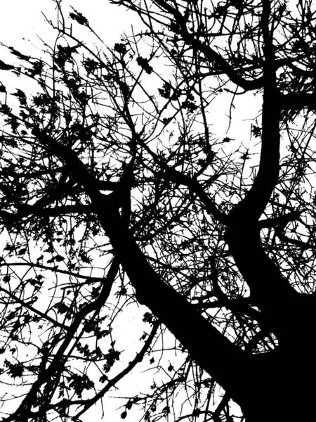 Silueta Gráfica Aislada Blanco Negro Árbol Tronco Sin Hojas Ángulo —  Fotos de Stock