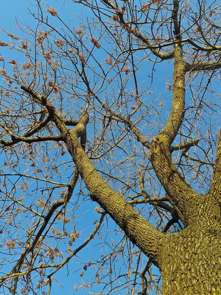 Niedriger Winkel Schuss Leerstehender Stamm Baum Über Himmel Hintergrund — Stockfoto