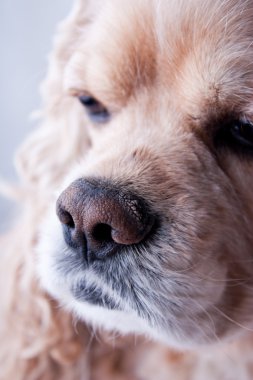 Amerikan cocker spaniel
