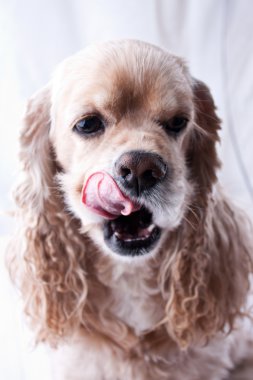Amerikan cocker spaniel