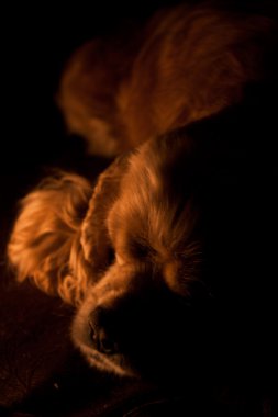 Amerikan cocker spaniel