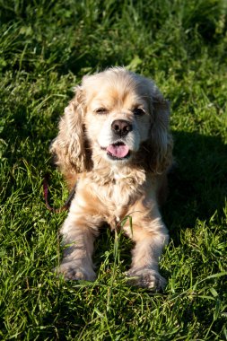Amerikan cocker spaniel