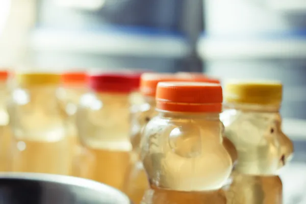 ayılar şeklinde kapsayıcısında tatlım