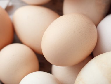 tavuk yumurta portre