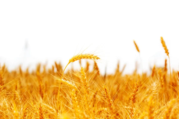 Pole zralé uši pšenice — Stock fotografie