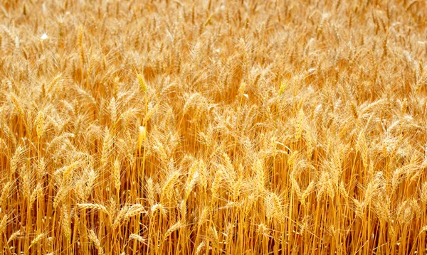 Veld rijp oren van tarwe — Stockfoto