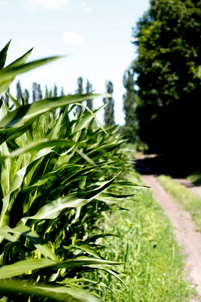 Groene maïsvelden — Stockfoto