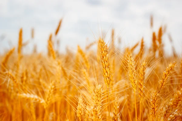 Veld rijp oren van tarwe — Stockfoto