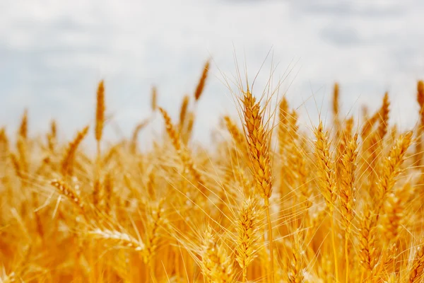 Campo maduro espigas de trigo — Foto de Stock