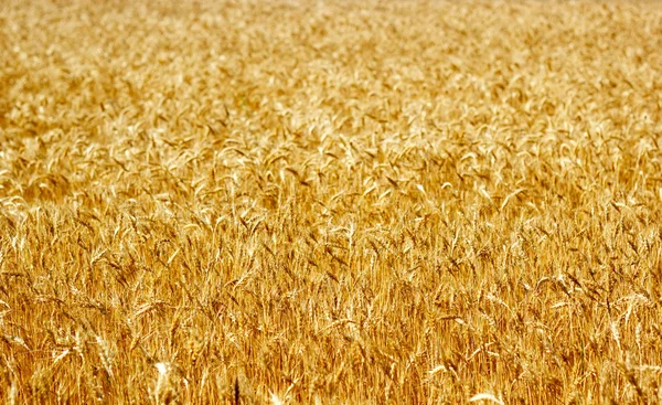 Поле стиглі вуха пшениці Стокове Зображення