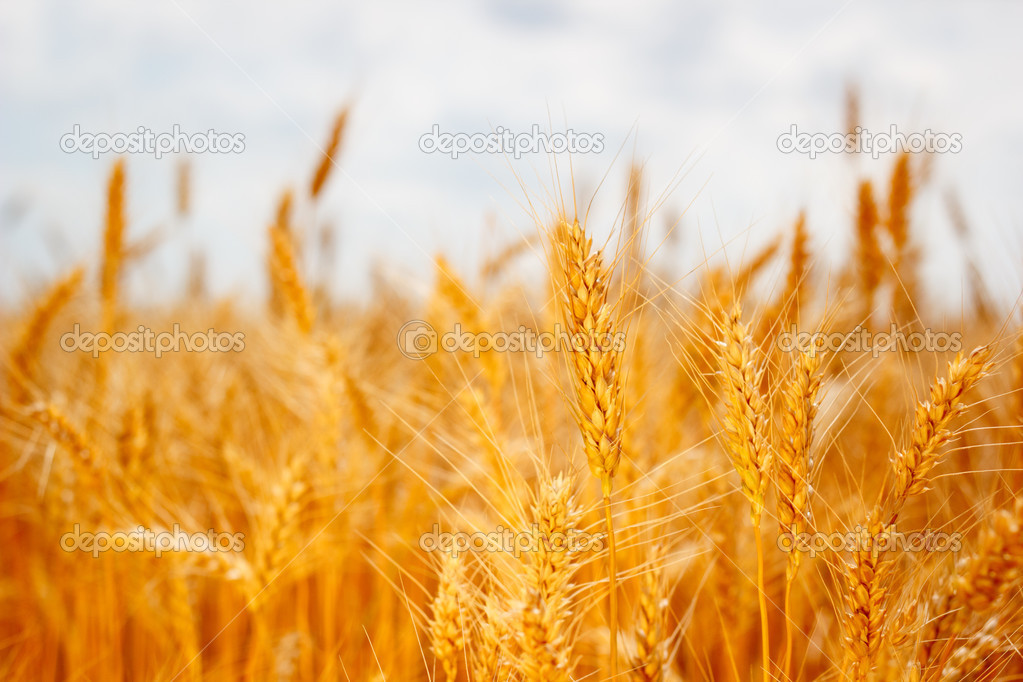 Field ripe ears of wheat