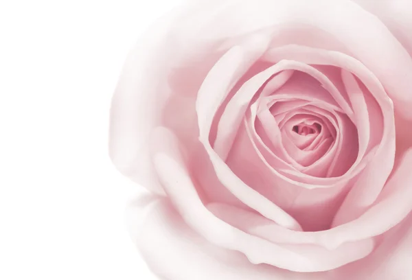 beyaz zemin üzerine pembe Gül makro