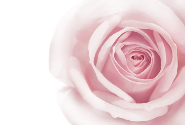 Rosa rosa macro sobre fondo blanco Fotos de stock libres de derechos