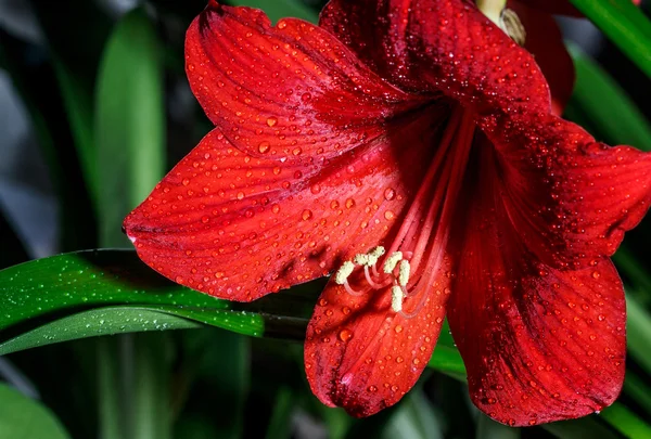 Rote Blume mit Tropfen Nahaufnahme — Stockfoto