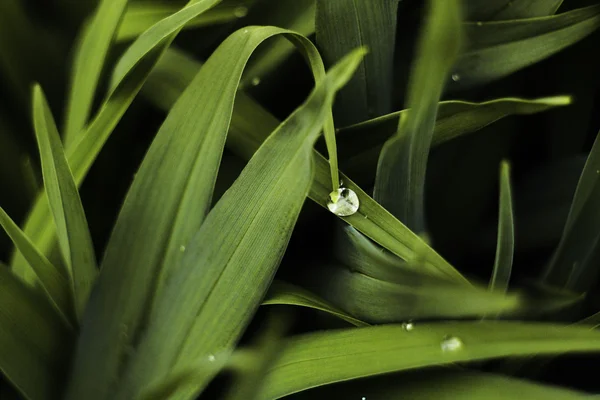 Přírodní léčba — Stock fotografie